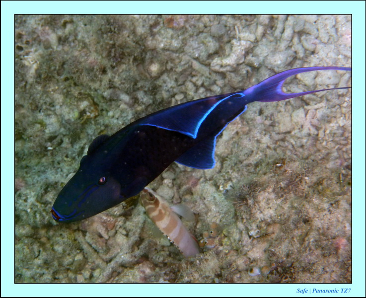 2009    07   Kapalai 13